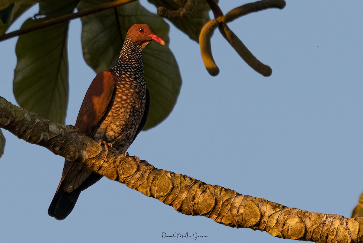 Scaled Pigeon - Ramón  Moller Jensen