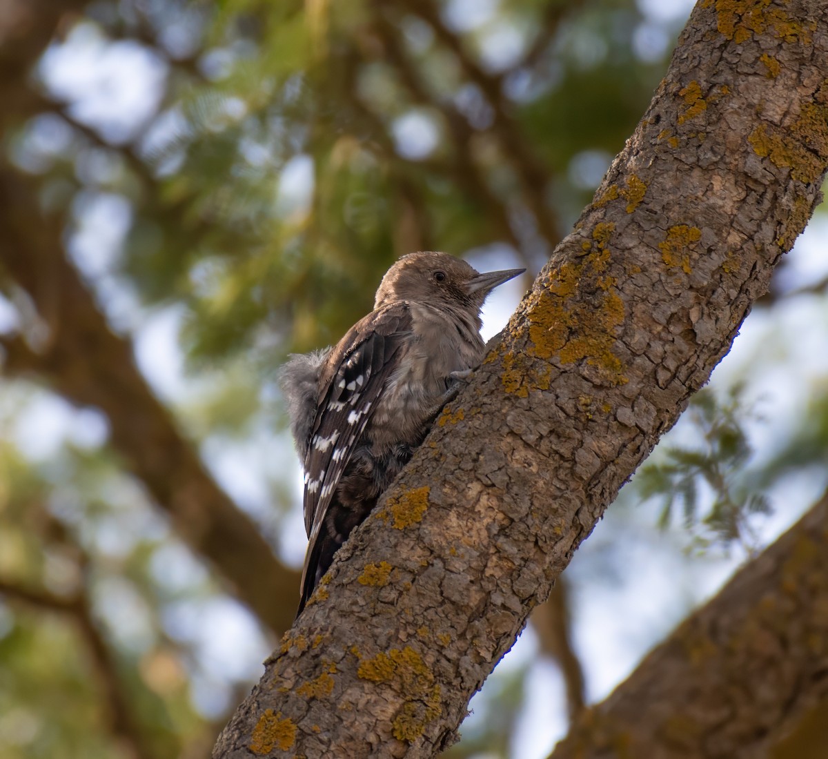 Arabian Woodpecker - ML597584221