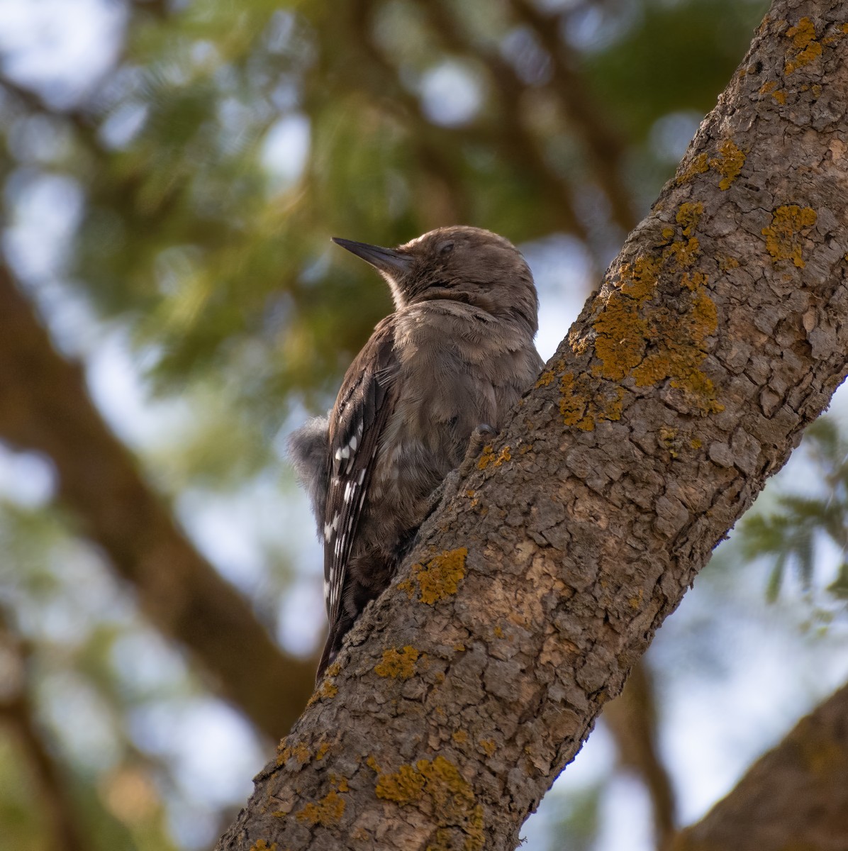 Arabian Woodpecker - ML597584271