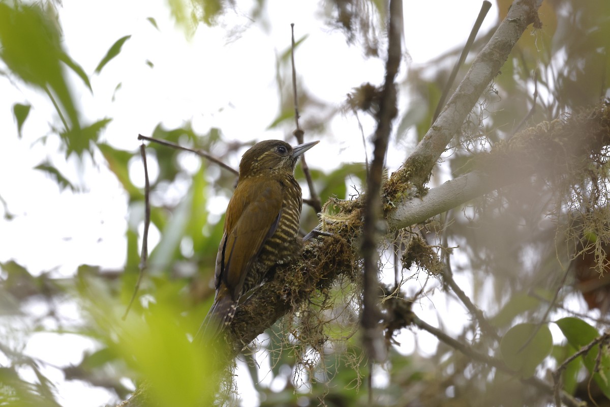 Bar-bellied Woodpecker - ML597584931