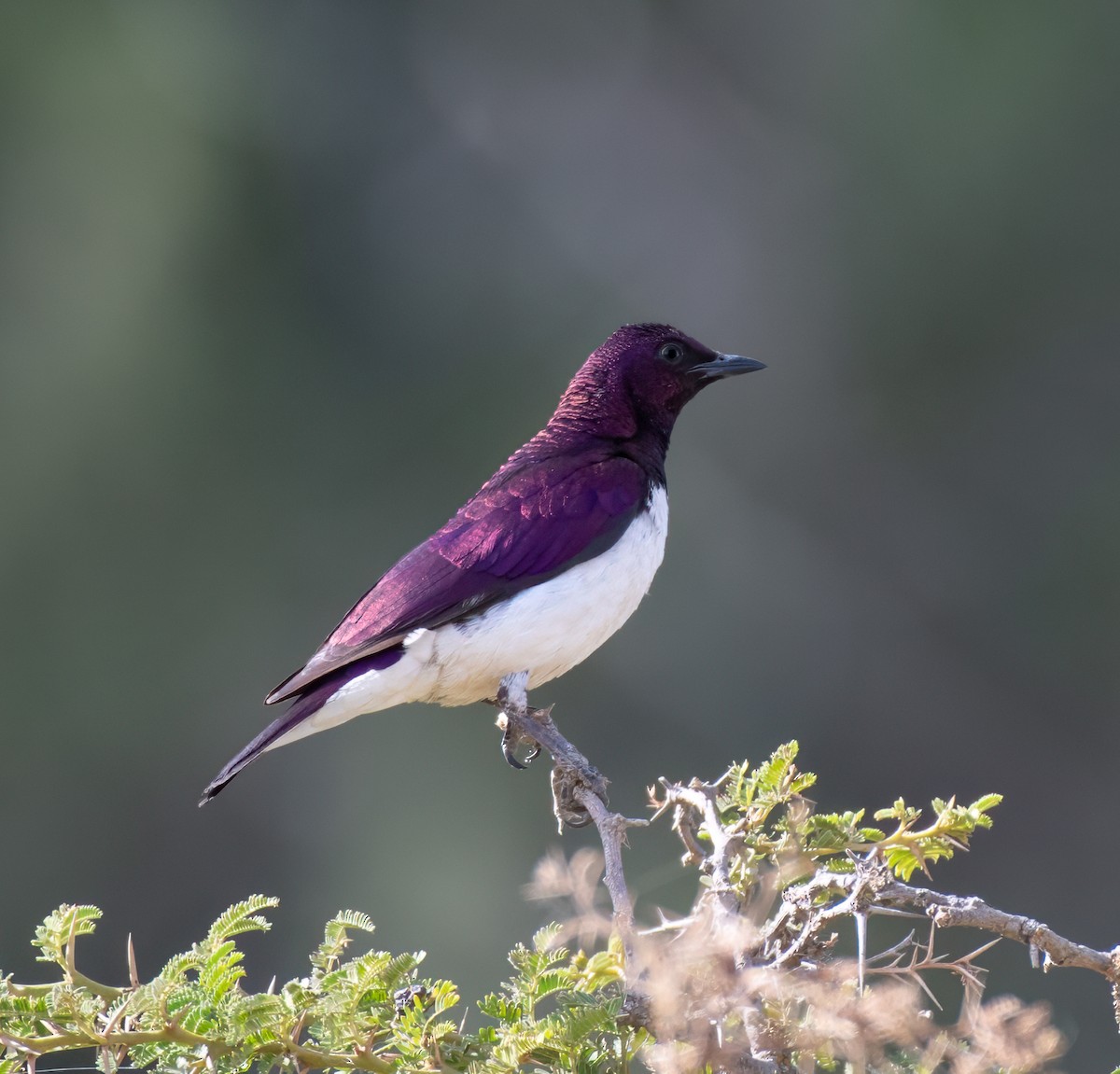 Violet-backed Starling - ML597585071