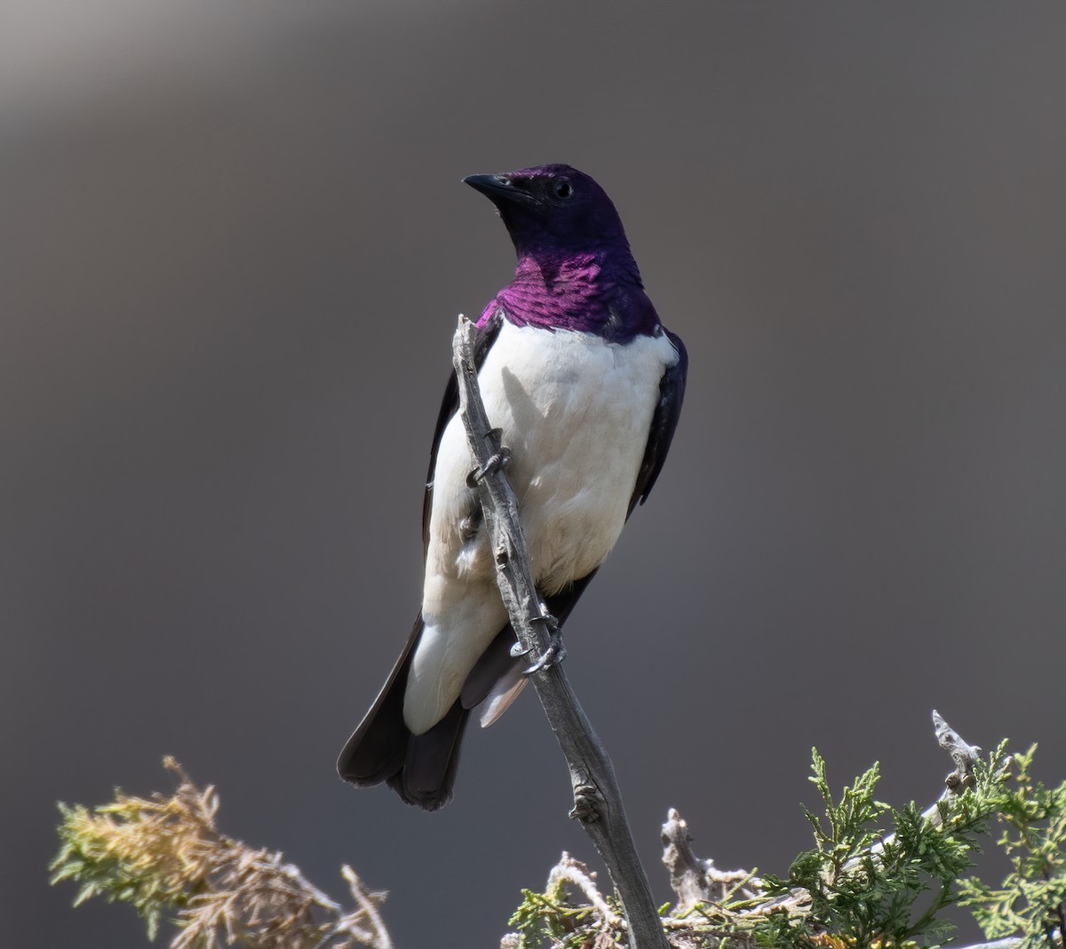 Violet-backed Starling - ML597585081