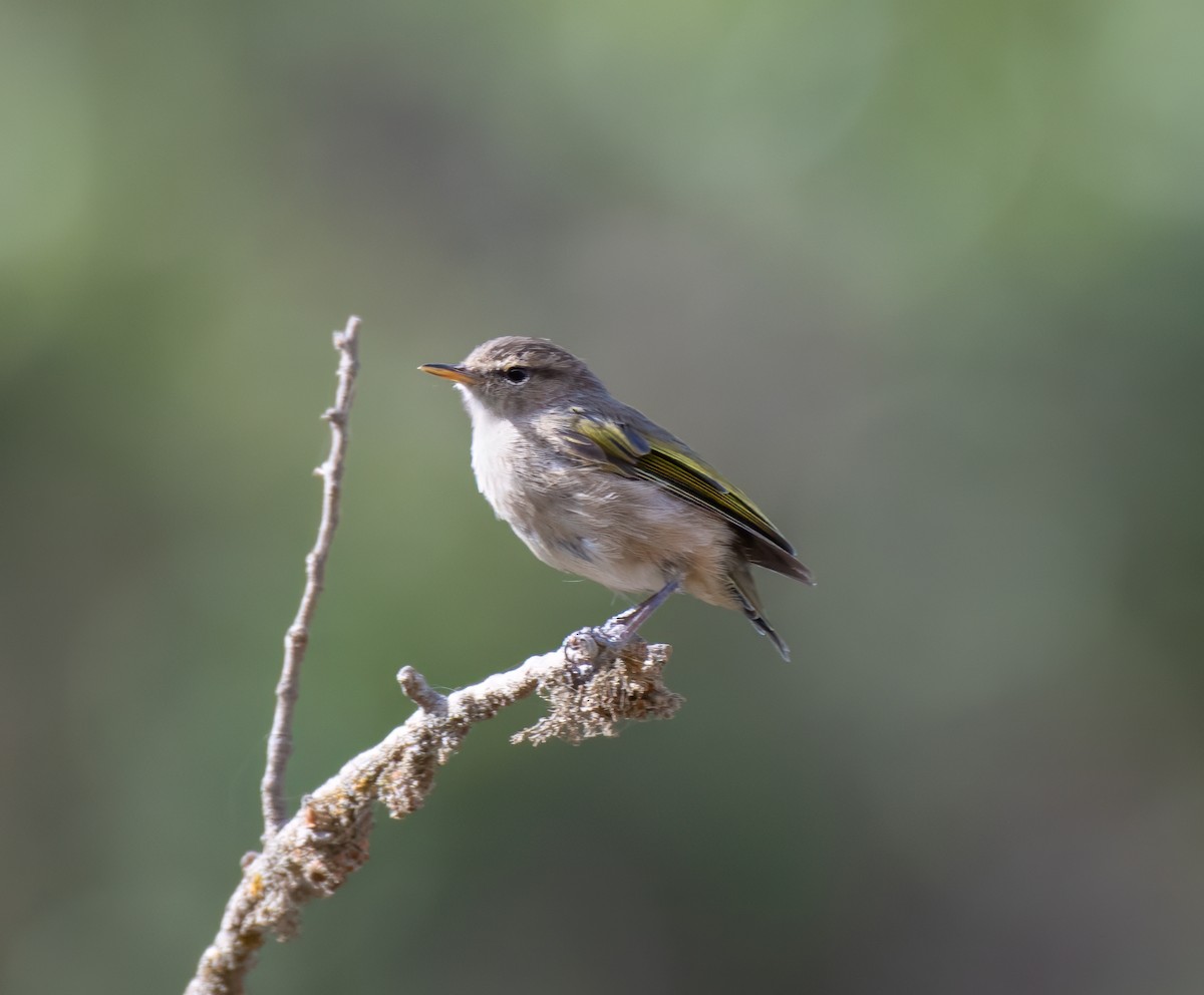 Brown Woodland-Warbler - ML597585211