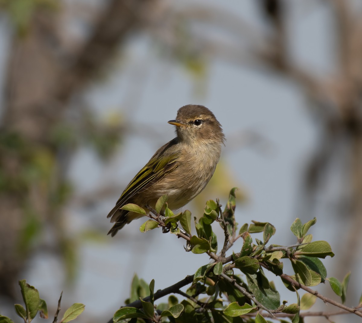 Brown Woodland-Warbler - Mohannad Baghlaf