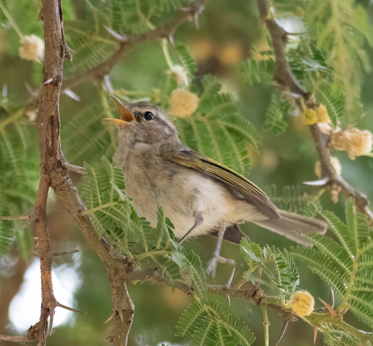 Brown Woodland-Warbler - ML597585251