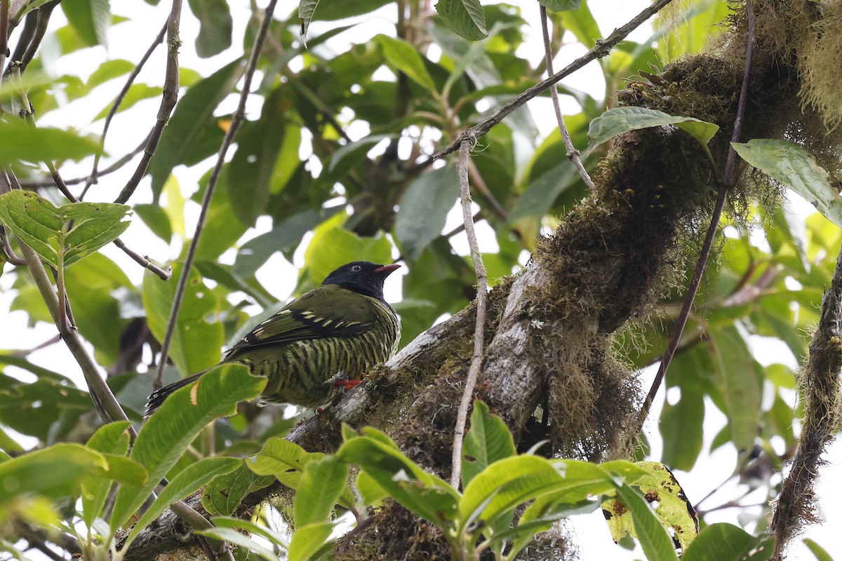 Cotinga barré - ML597585261