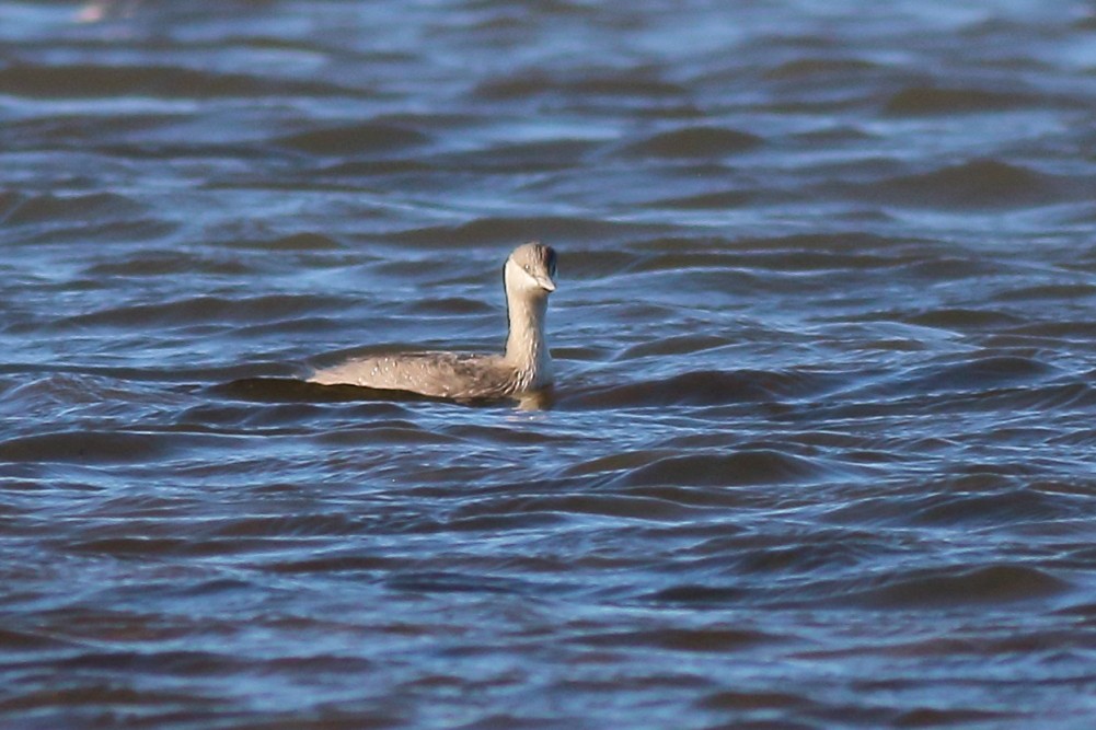 Hoary-headed Grebe - Paul Lynch