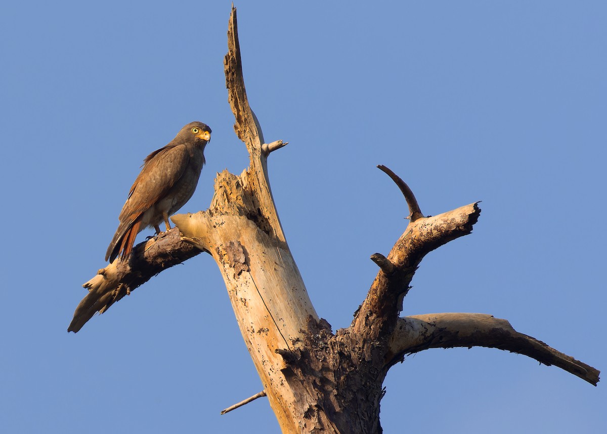 Rufous-winged Buzzard - Ayuwat Jearwattanakanok