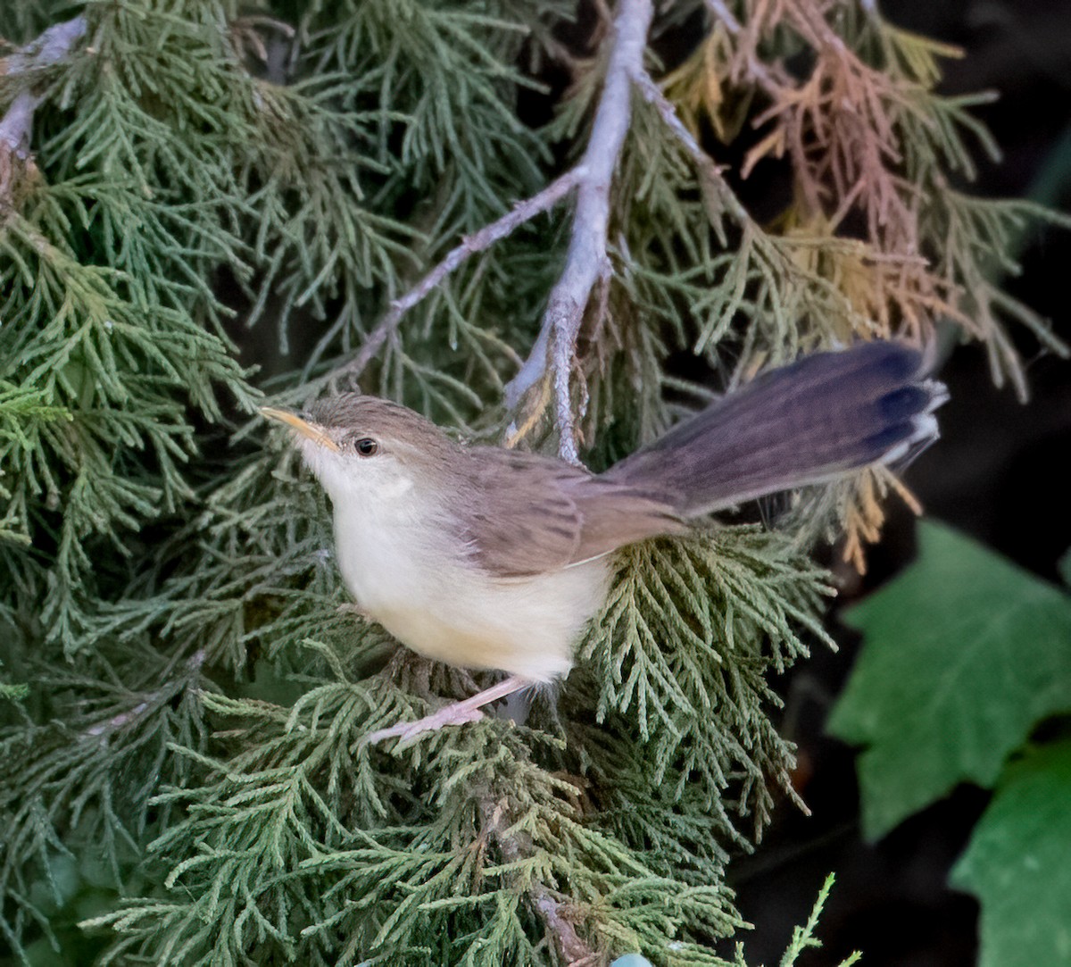 Graceful Prinia - ML597585651