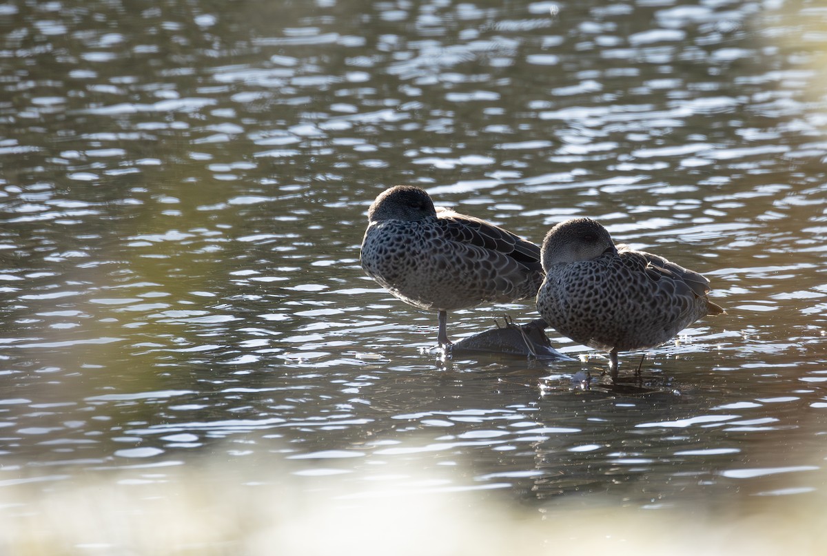Gray Teal - ML597585701