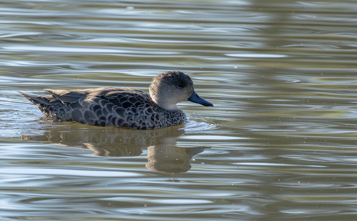 Gray Teal - ML597585711