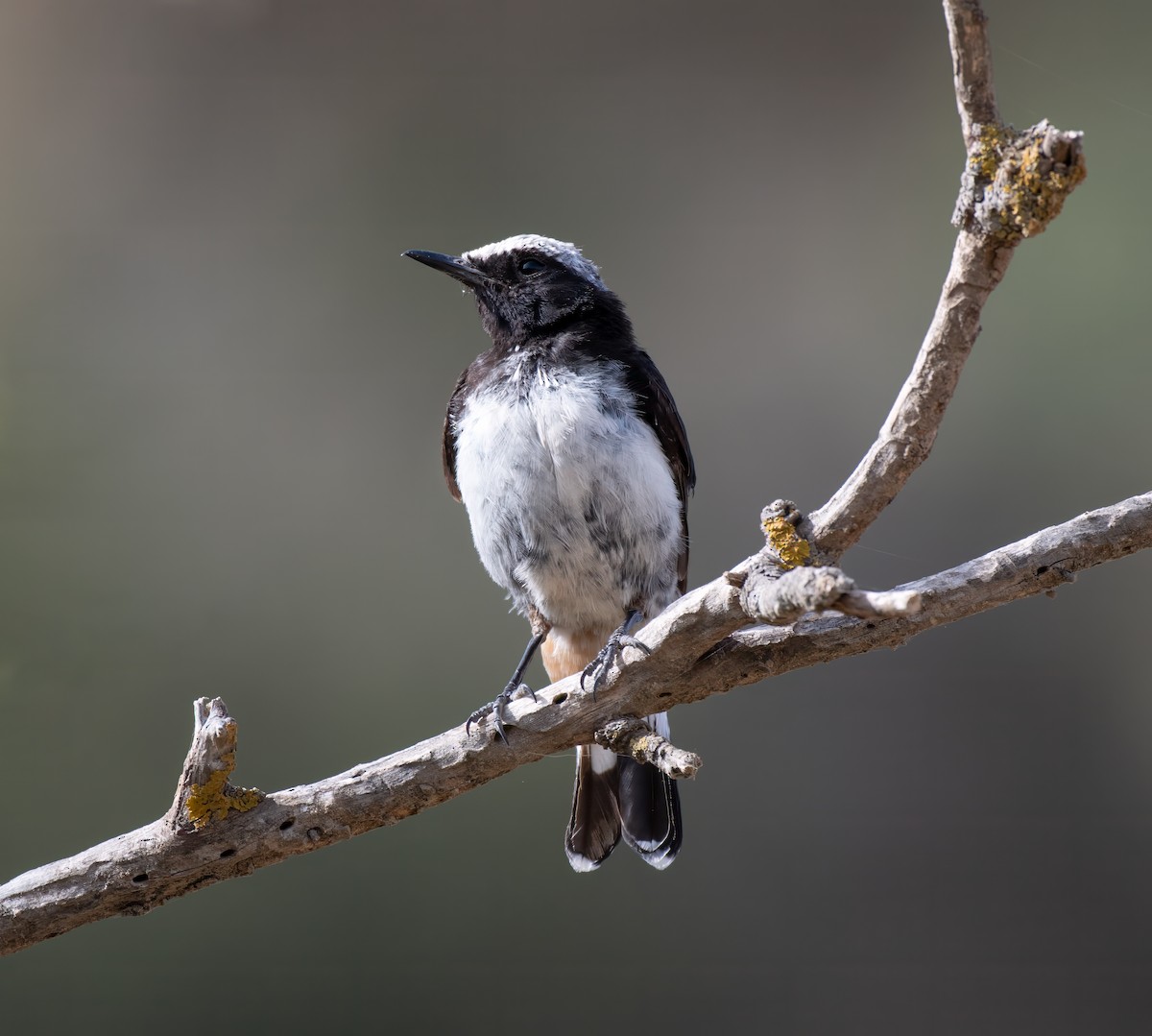 Arabian Wheatear - Mohannad Baghlaf