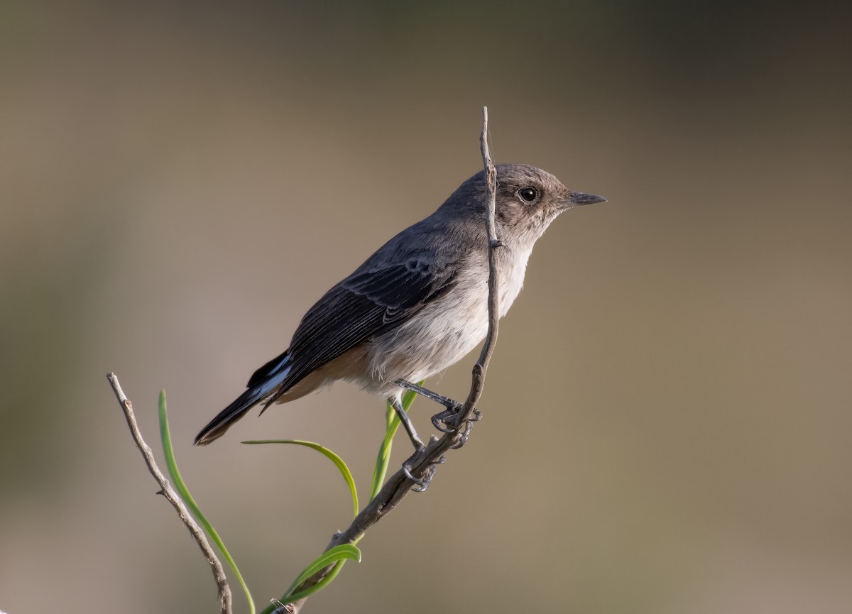 Arabian Wheatear - ML597586031