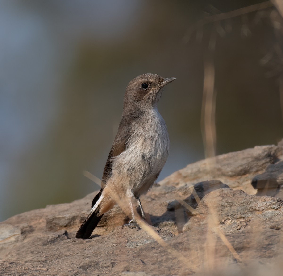 Arabian Wheatear - Mohannad Baghlaf