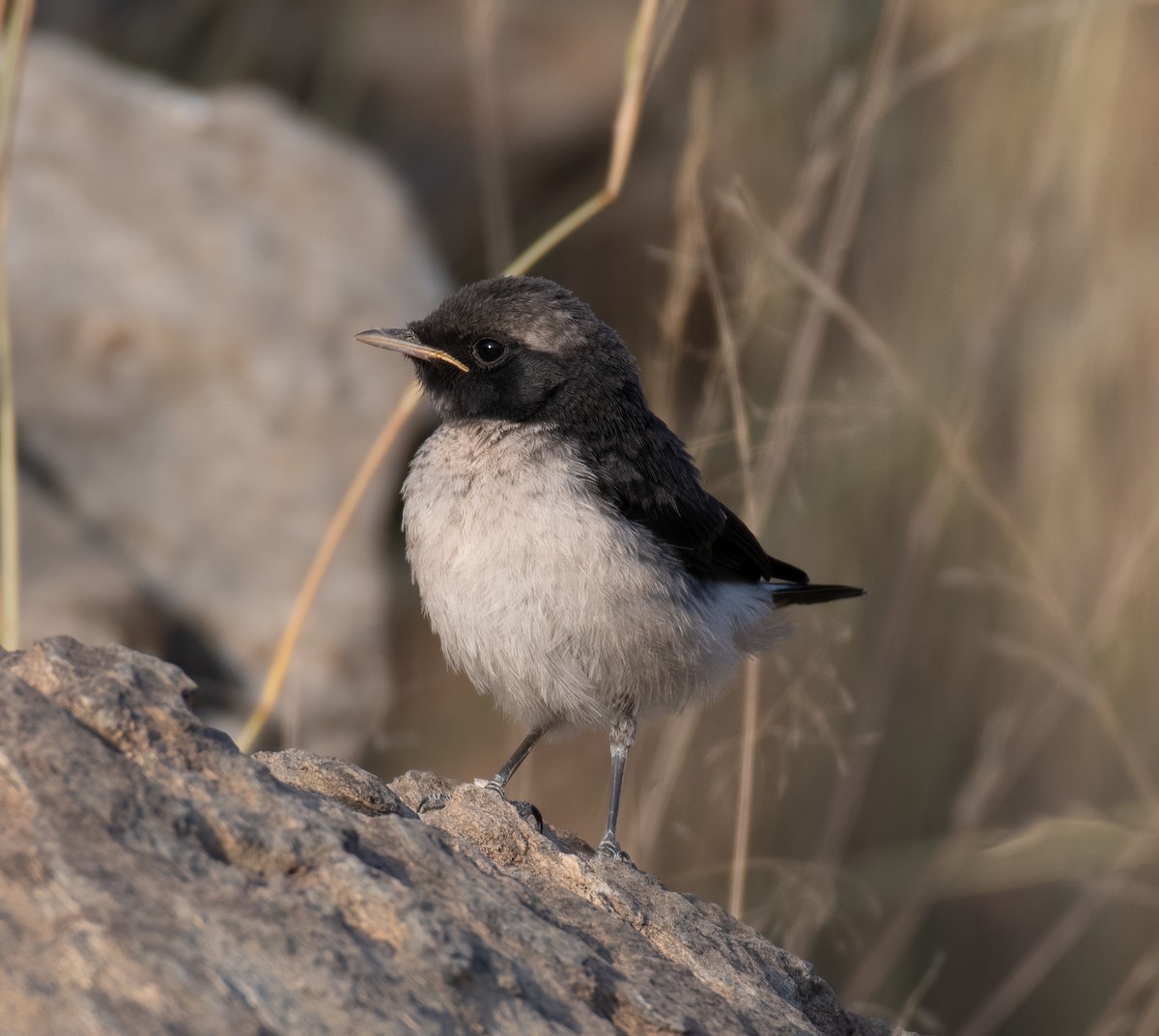 Arabian Wheatear - ML597586051