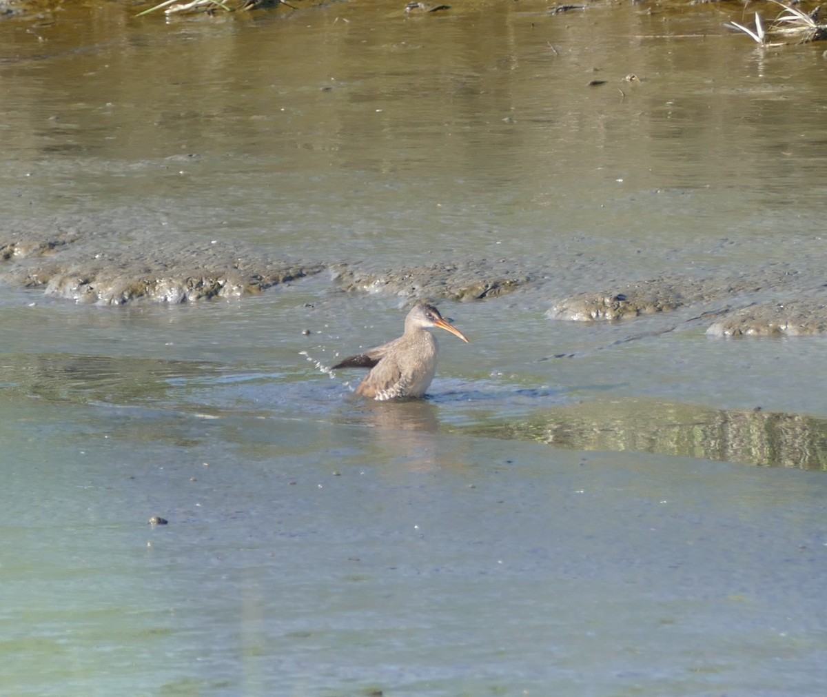 Clapper Rail - ML597586981