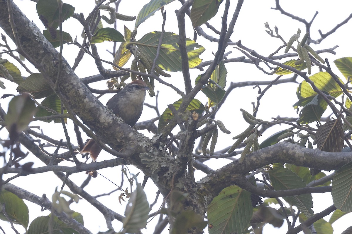 Line-cheeked Spinetail (Baron's) - ML597588441