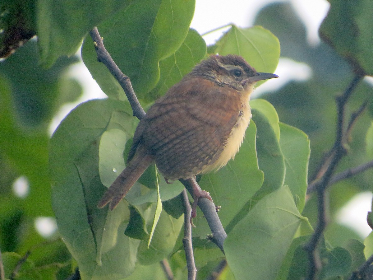 Carolina Wren - ML597589821