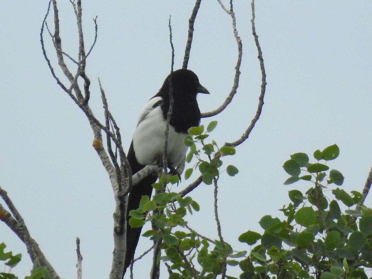Black-billed Magpie - ML597589861