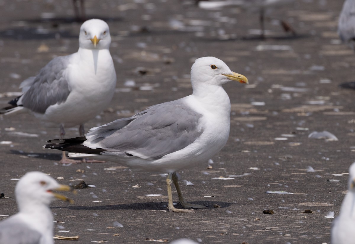 American Herring x California Gull (hybrid) - ML597590031