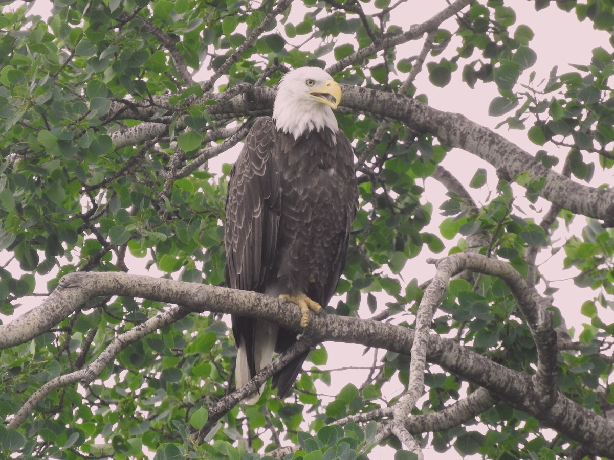 Bald Eagle - ML597590201