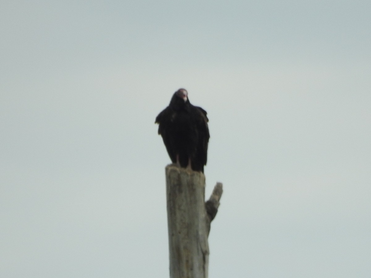 Turkey Vulture - ML597590291