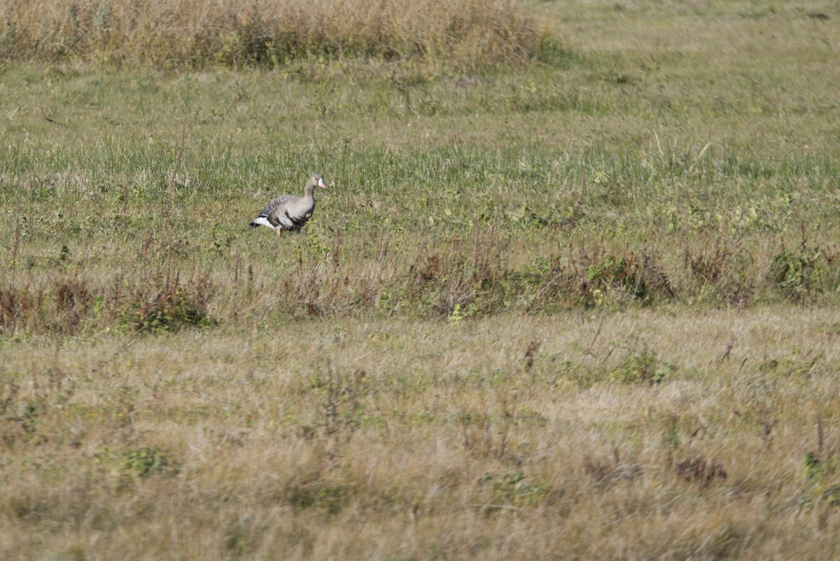 Greater White-fronted Goose - Bruno LEVASSEUR