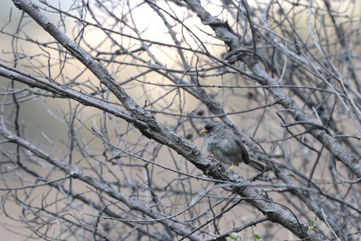 Rufous-backed Inca-Finch - Daniel Branch