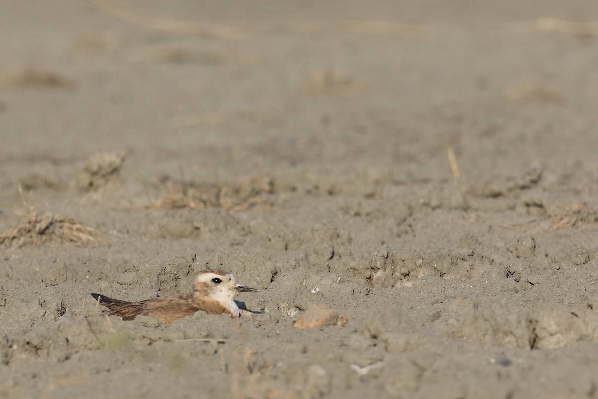 Caspian Plover - ML597592451