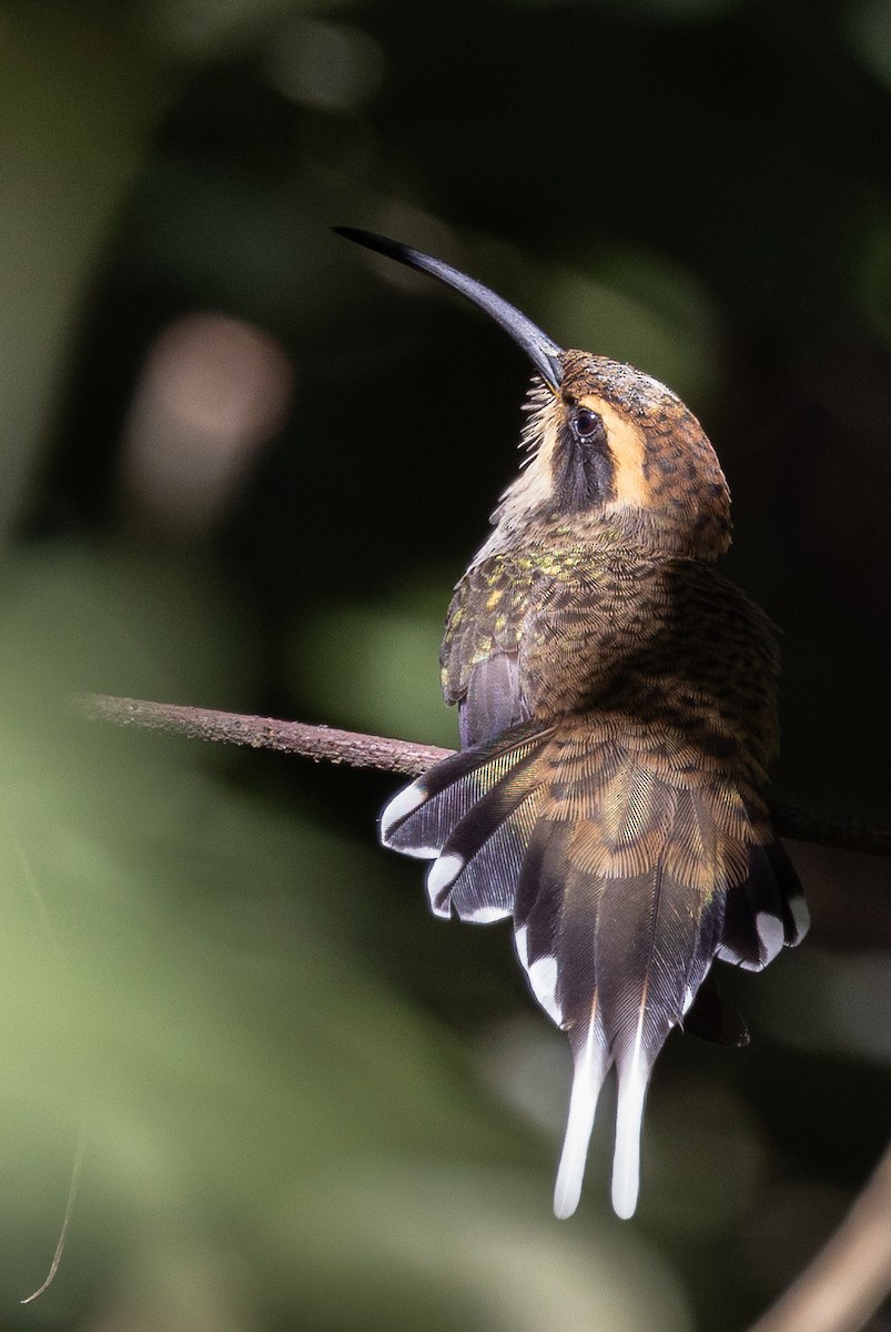 Scale-throated Hermit - ML597592631