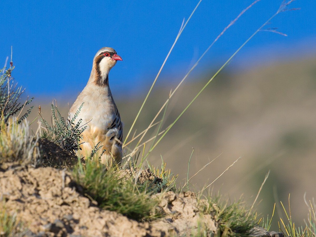 Przevalski's Partridge - Craig Brelsford