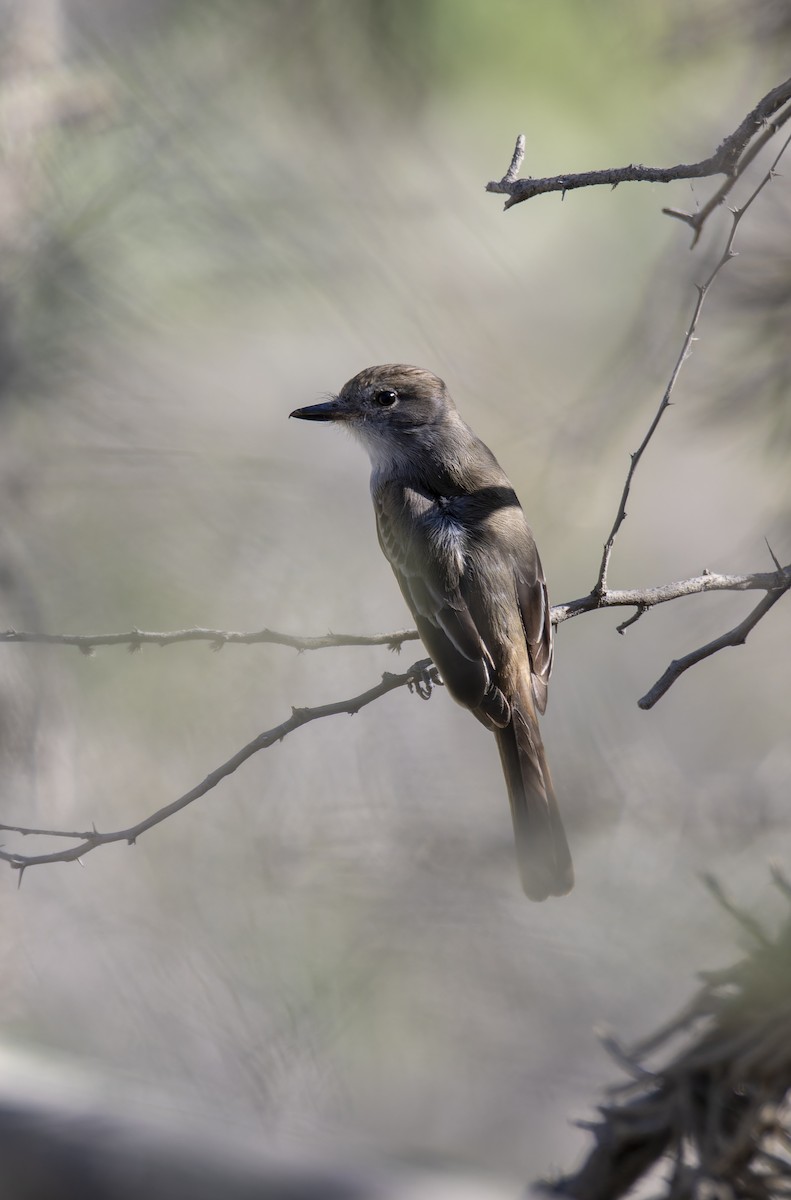 Brown-crested Flycatcher - ML597594561