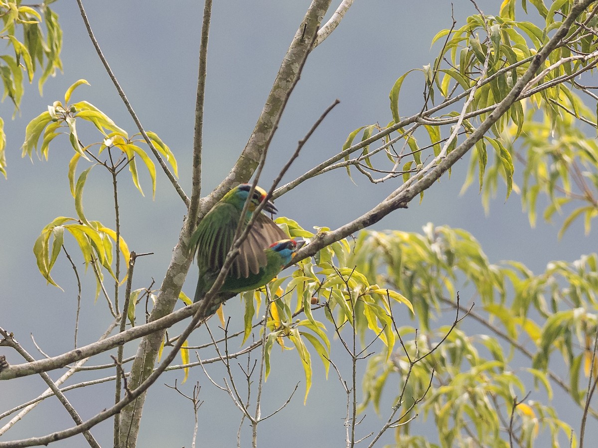 Black-browed Barbet - ML597595251