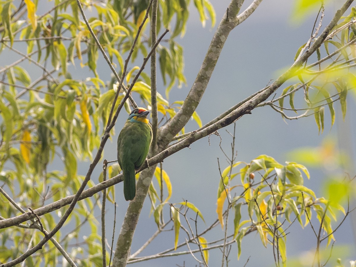 Black-browed Barbet - ML597595301