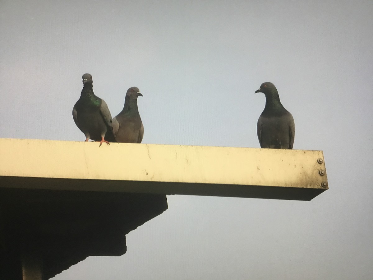 Rock Pigeon (Feral Pigeon) - ML597595791