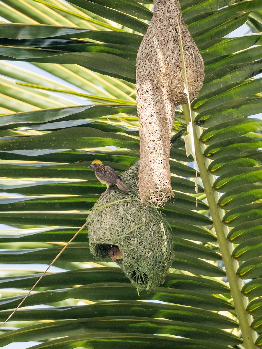 Baya Weaver - Kaitlyn O'Brien