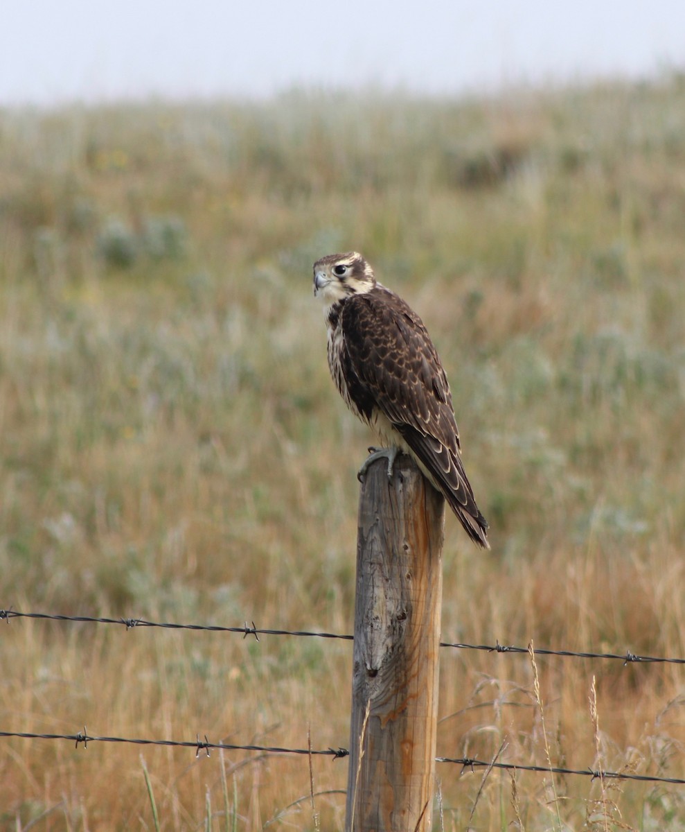 Prairie Falcon - Matt Yawney