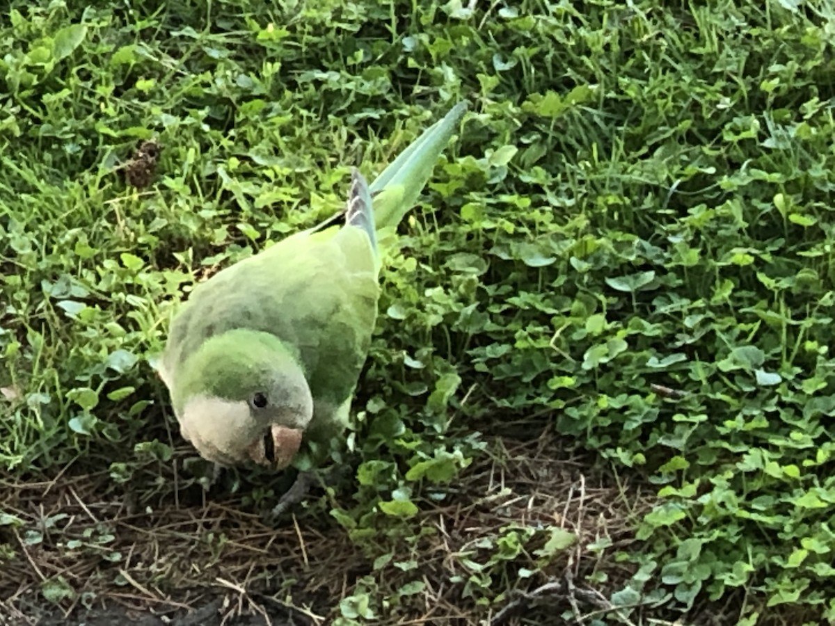 Monk Parakeet - ML597597181