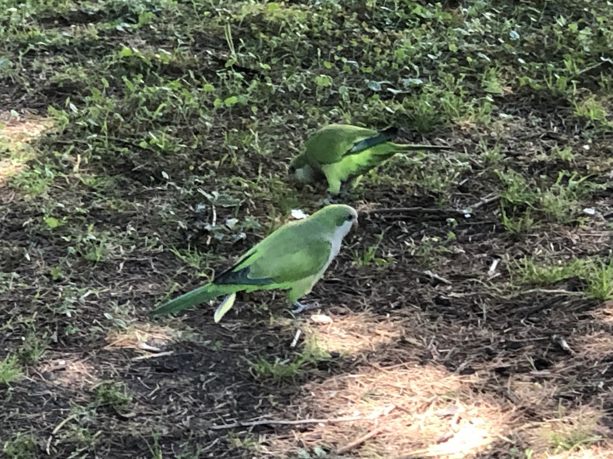 Monk Parakeet - ML597597191