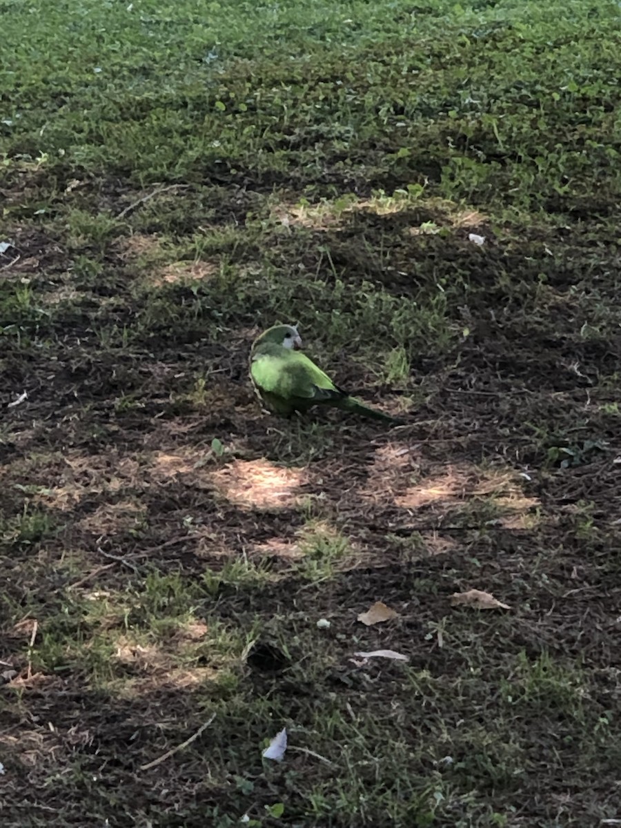 Monk Parakeet - ML597597211