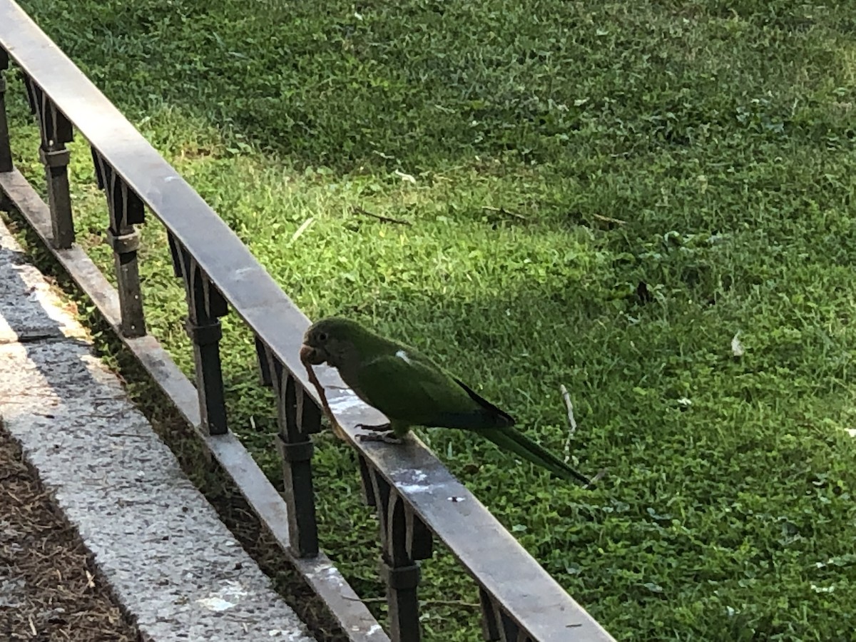 Monk Parakeet - ML597597221