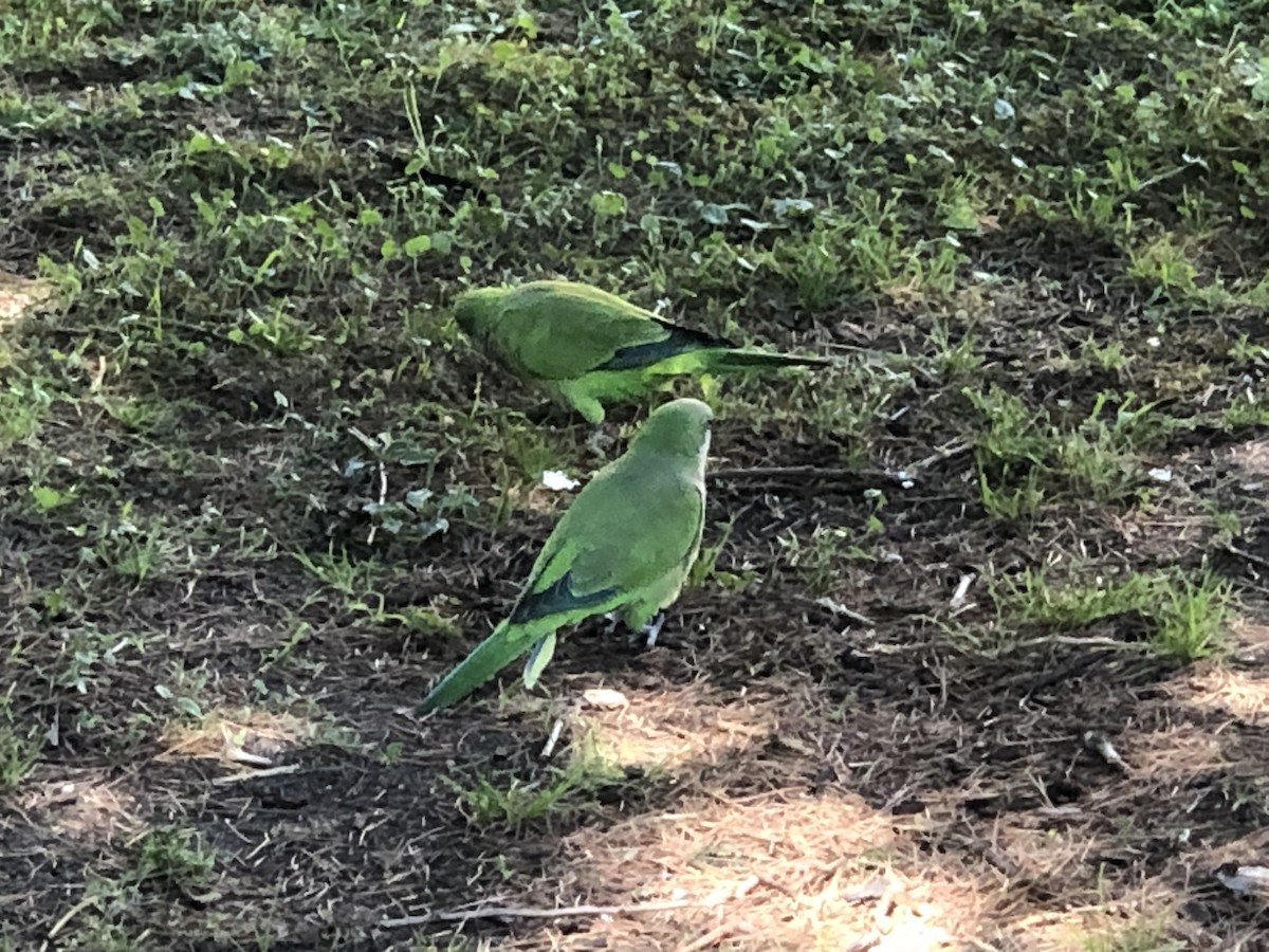 Monk Parakeet - ML597597231