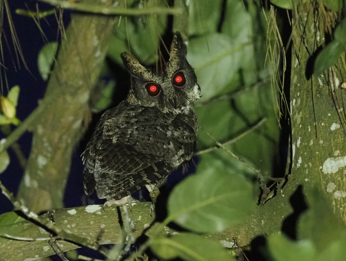 Everett's Scops-Owl - Stephan Lorenz