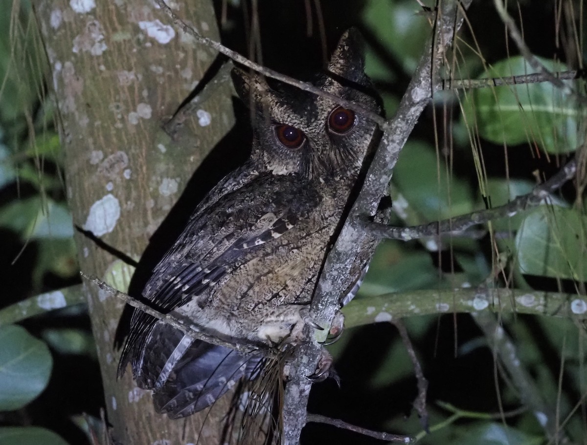 Everett's Scops-Owl - Stephan Lorenz