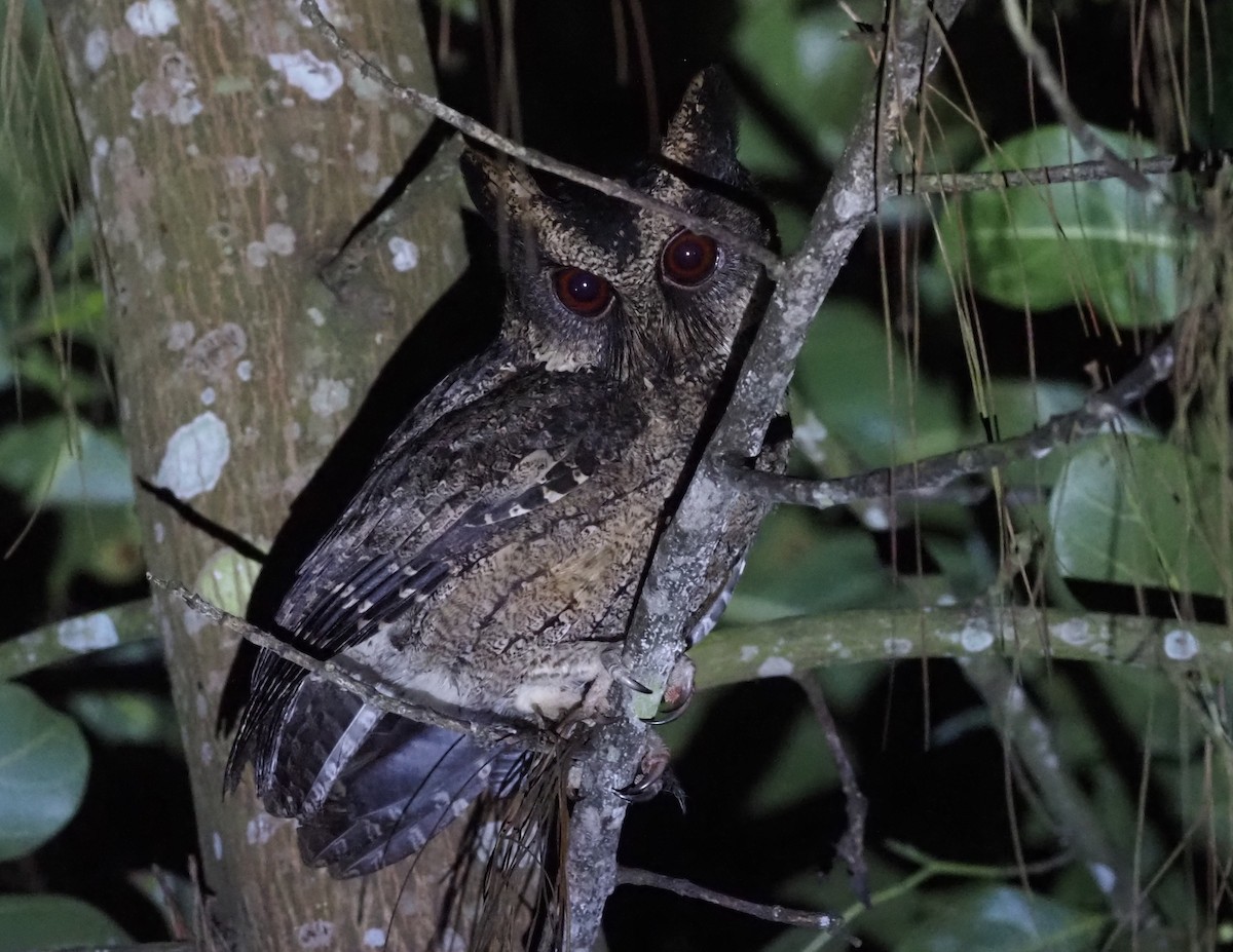 Everett's Scops-Owl - ML597597641