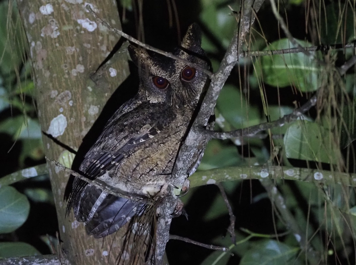 Everett's Scops-Owl - ML597597661