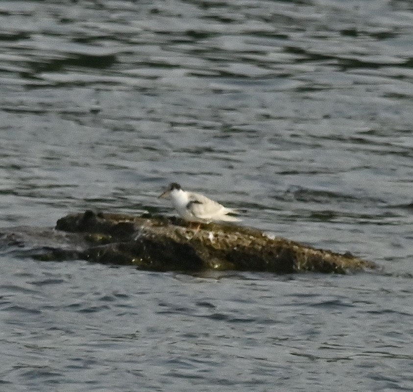 Common Tern - ML597597921