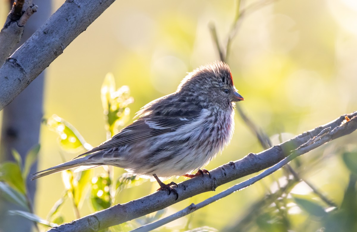 Common Redpoll - ML597599351