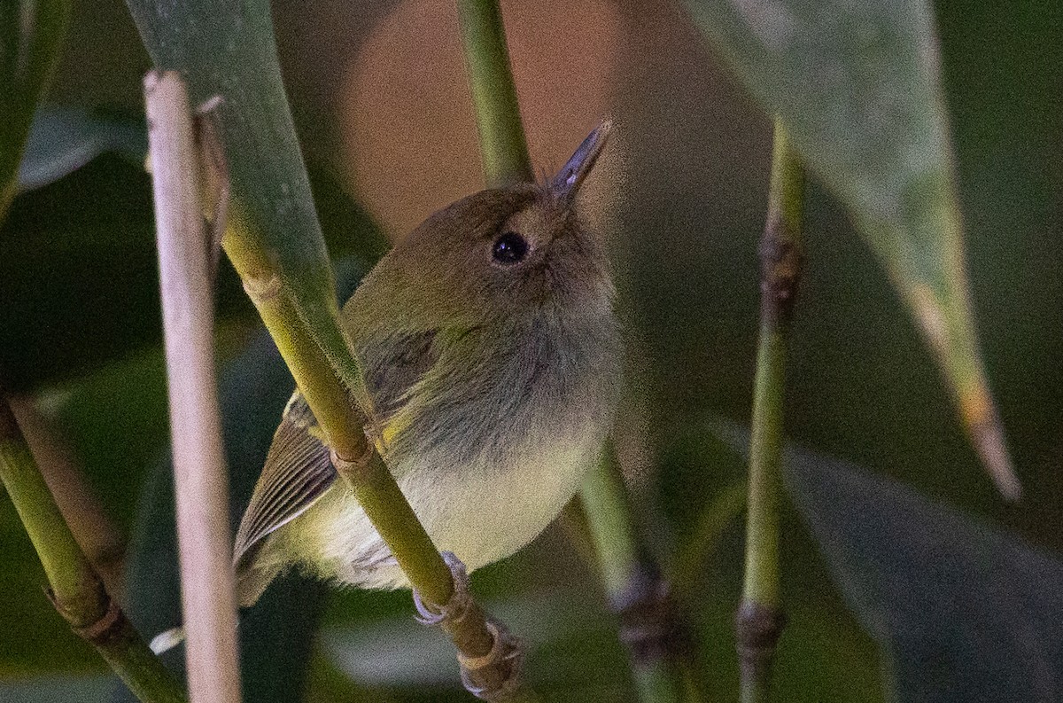 Fork-tailed Pygmy-Tyrant - Beatrix Pond