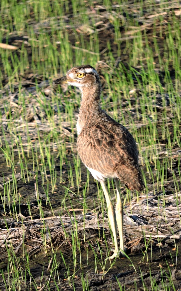 Double-striped Thick-knee - ML597600761